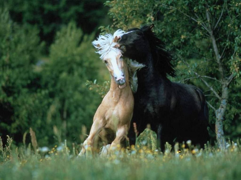 Beautiful Wallpaper Wild Horses