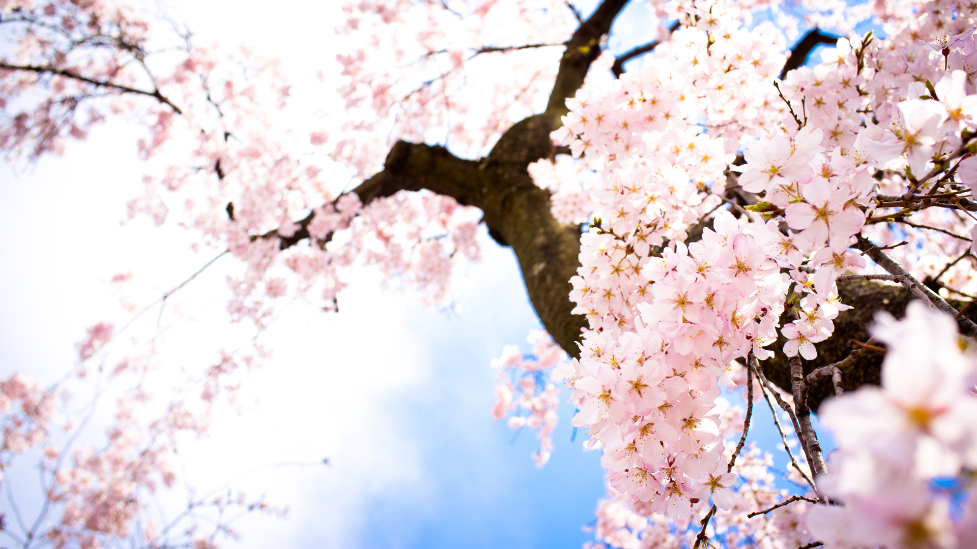 Sakura Flower Wallpaper HD