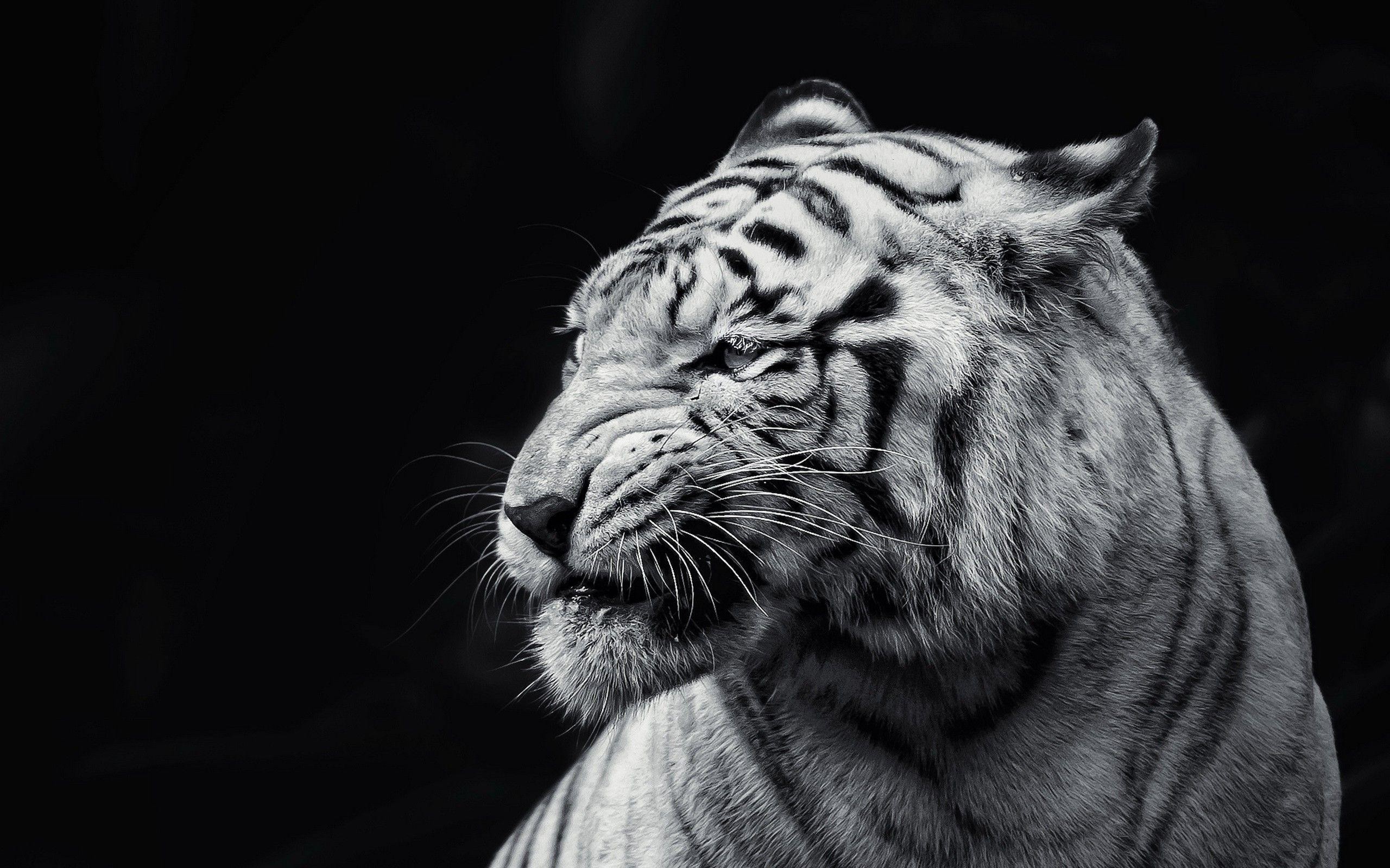 White Tiger Wallpaper 63 pictures