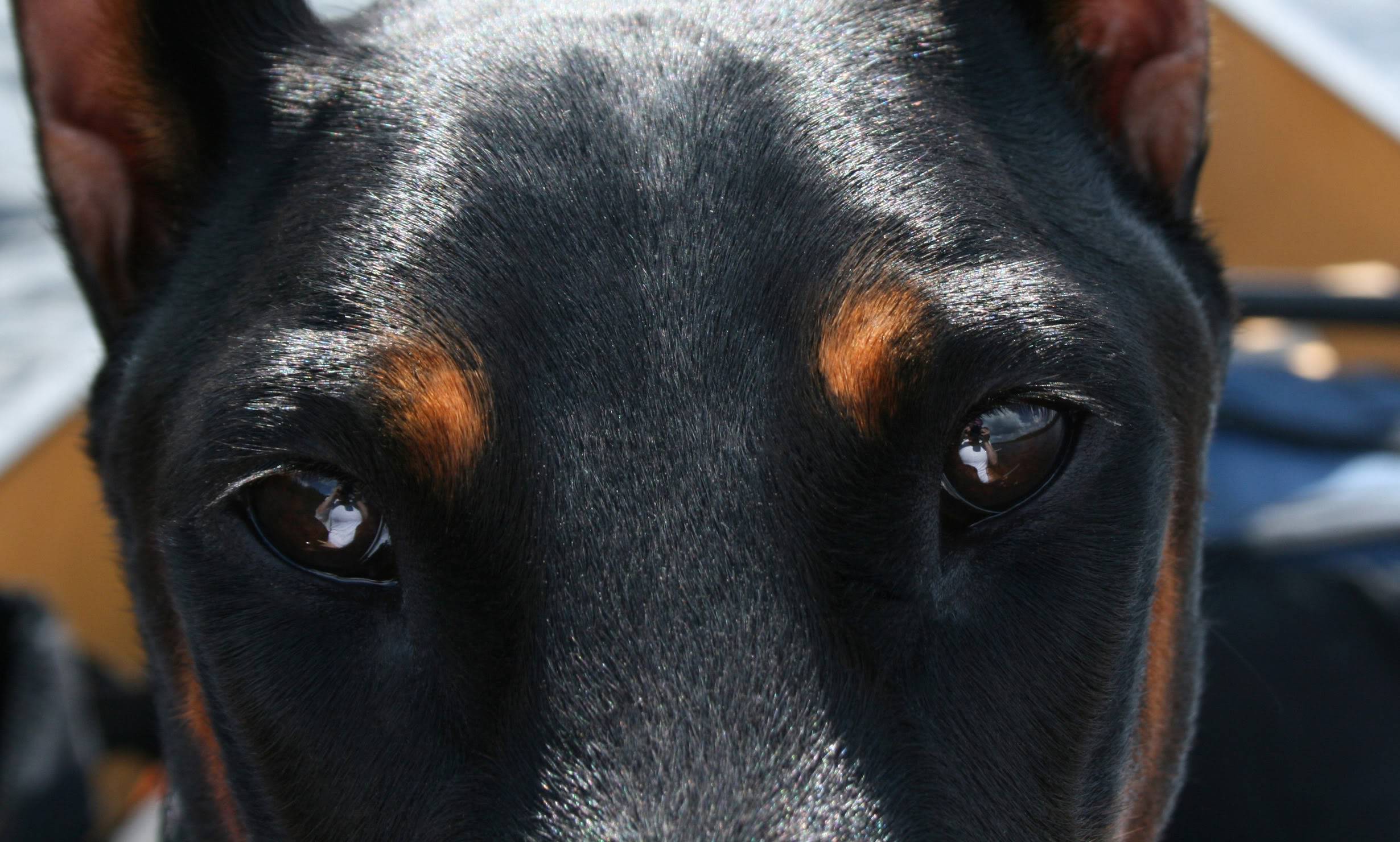 Pin by Gayle Pesek on Dobies   Angry dog Black doberman Scary dogs