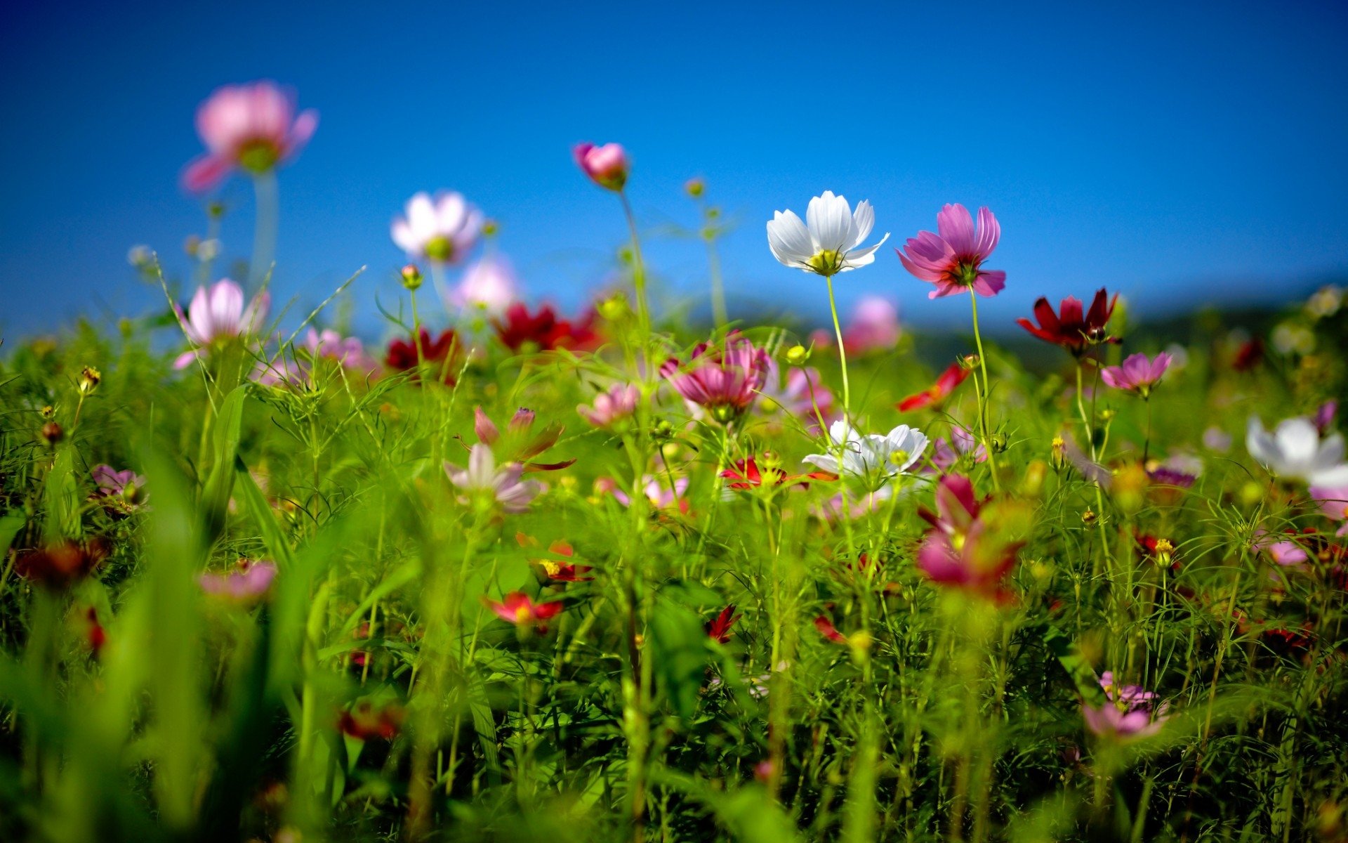 Un campo di fiori primaveriliextra Wonderful Earth