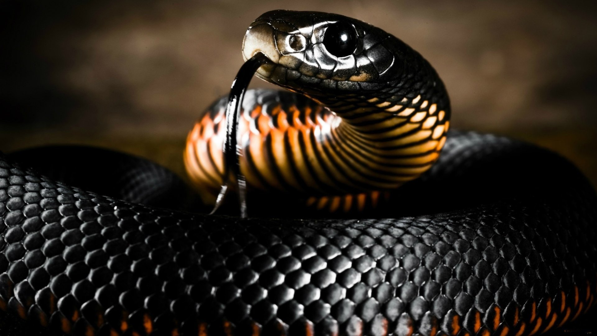 Black Mamba Snake HD Wallpaper Desktop