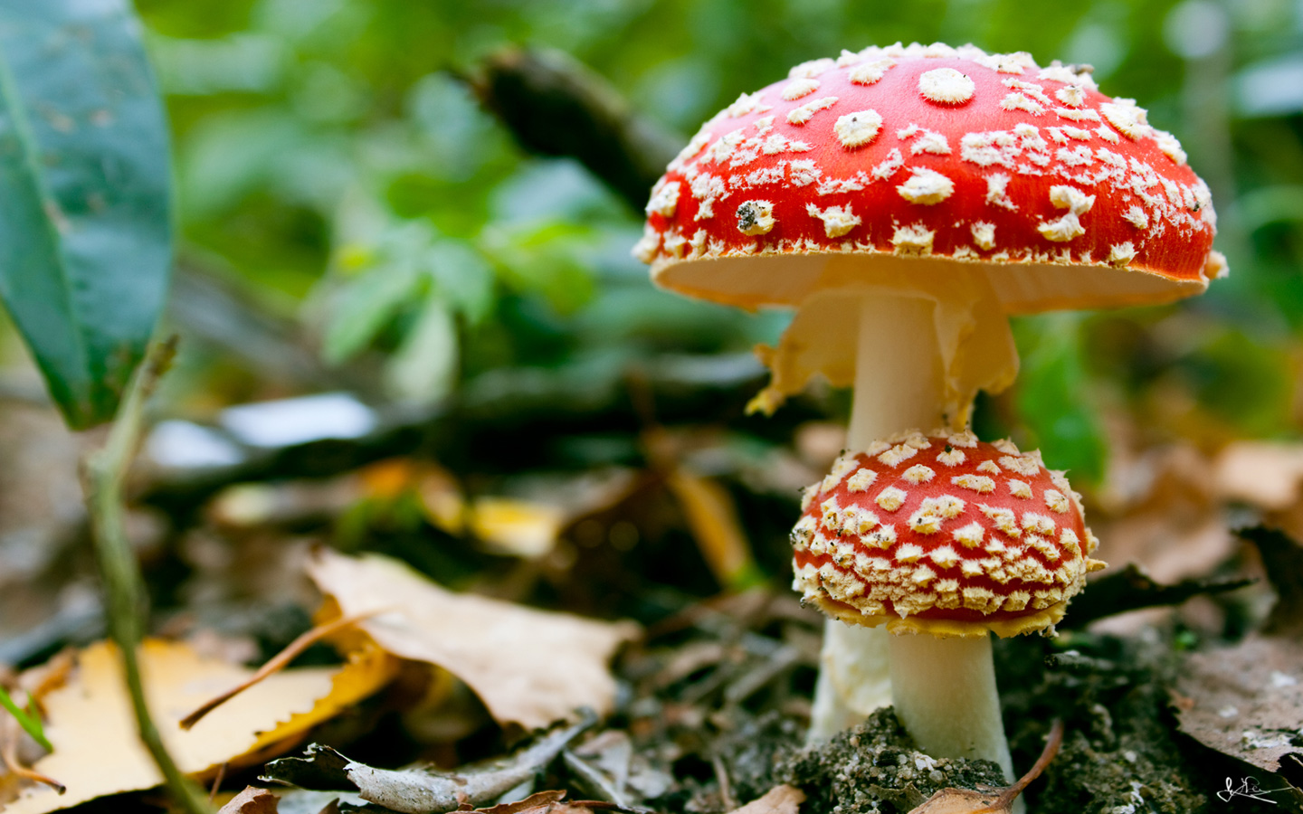 Mushrooms HD Wallpaper Live Hq Pictures
