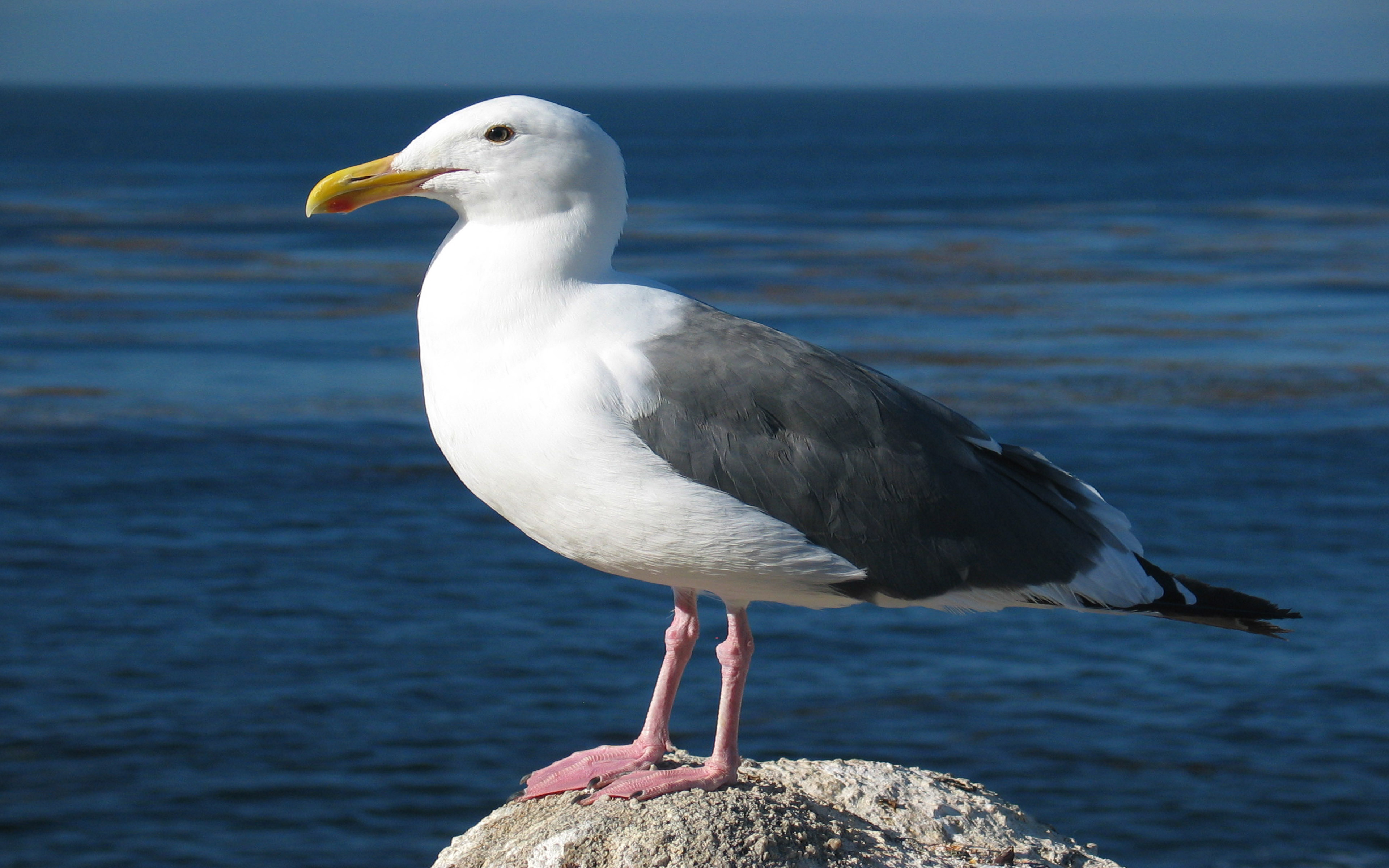 Seagull Standing On A Rock Blue Sea Horizon Desktop