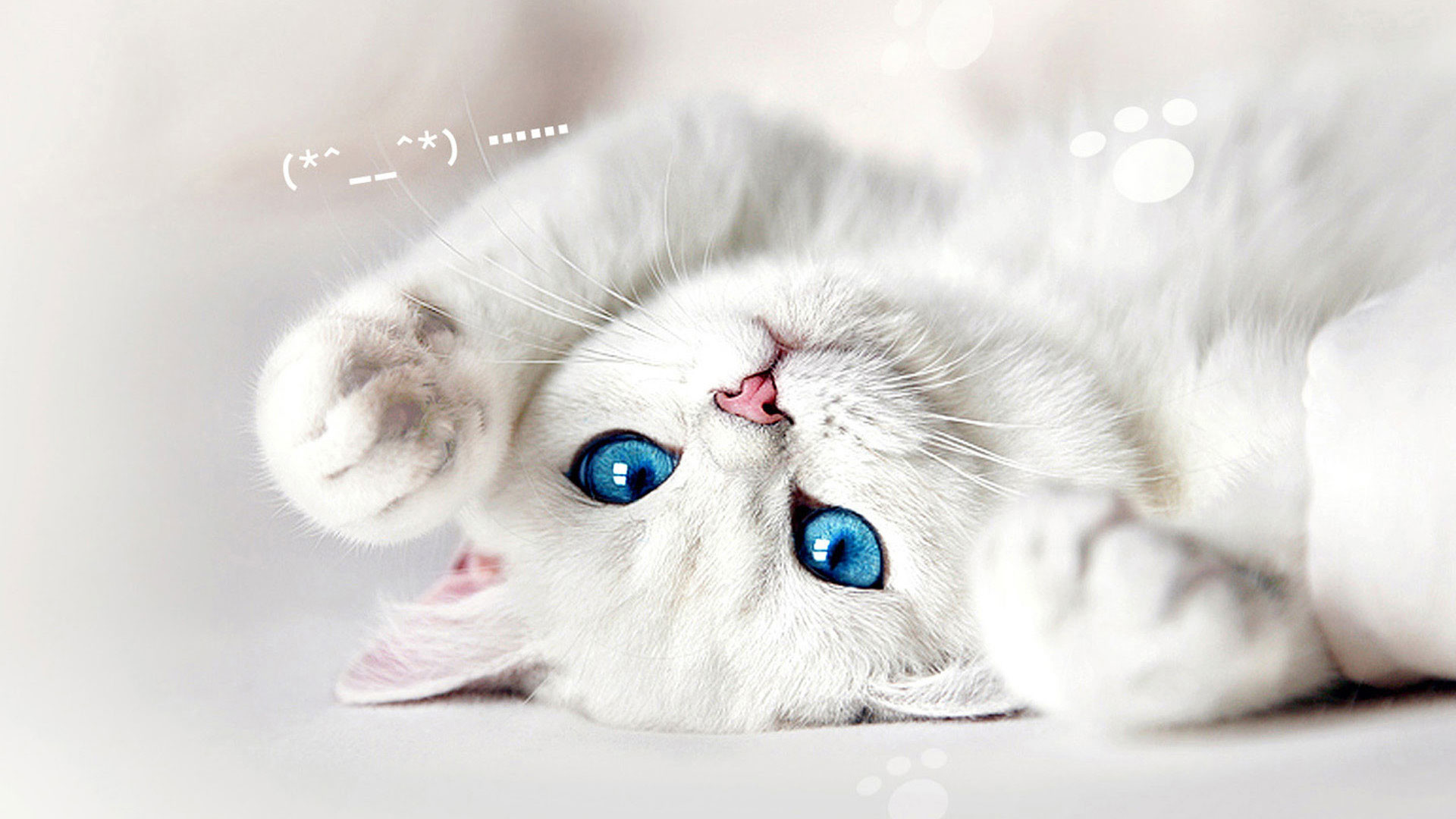An adorable white kitten with captivating blue eyes lies playfully on its back, paws up in the air