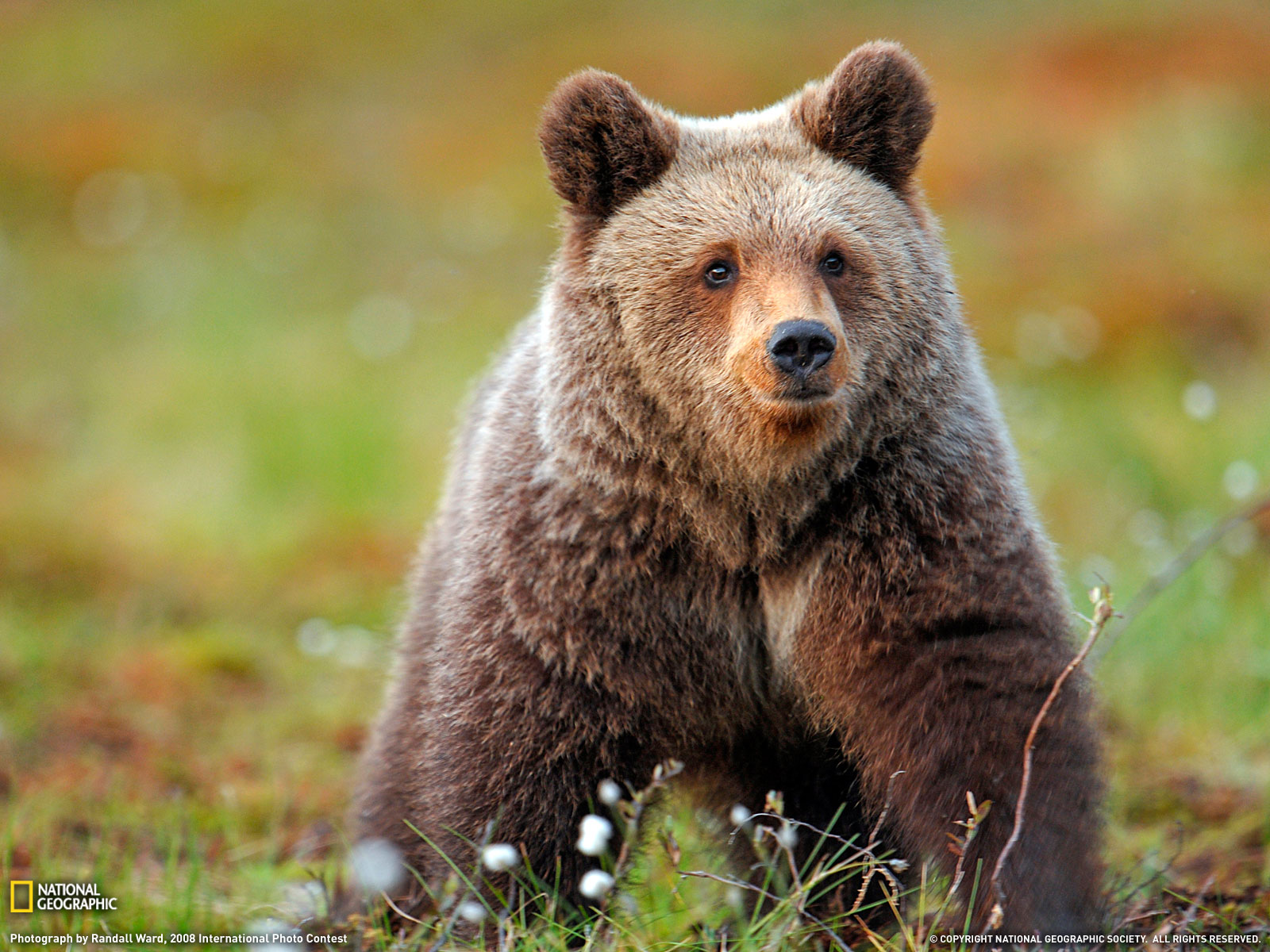 Brown Bear Photo Taiga Forest Wallpaper National