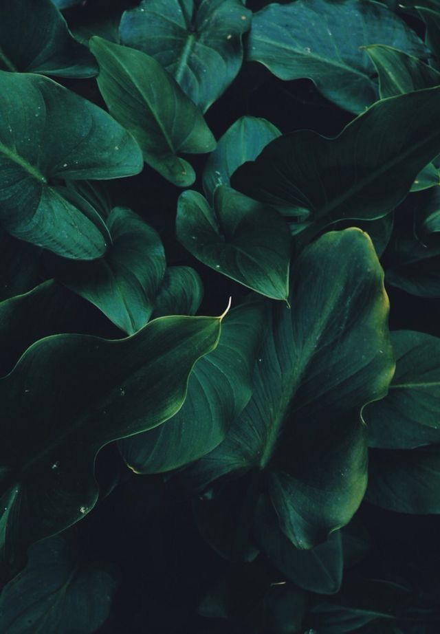 Leaves Plants Plant Background Green Aesthetic