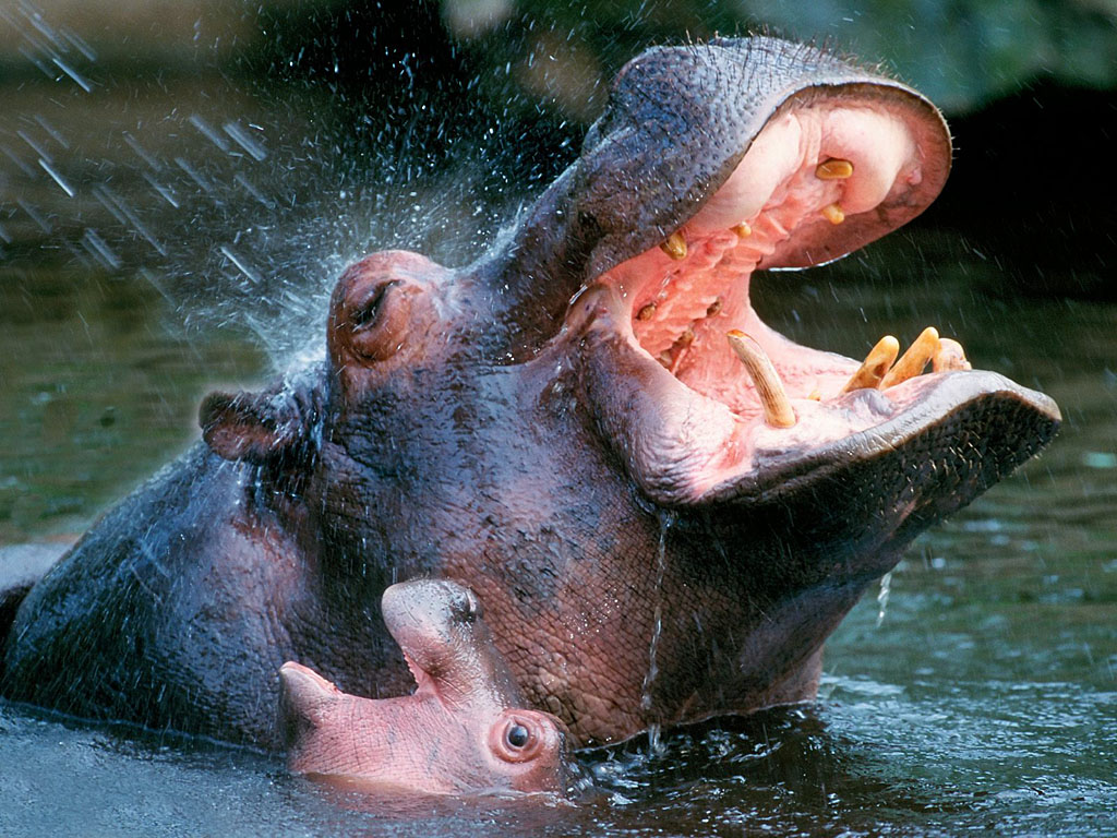 Hippopotamus Wallpaper