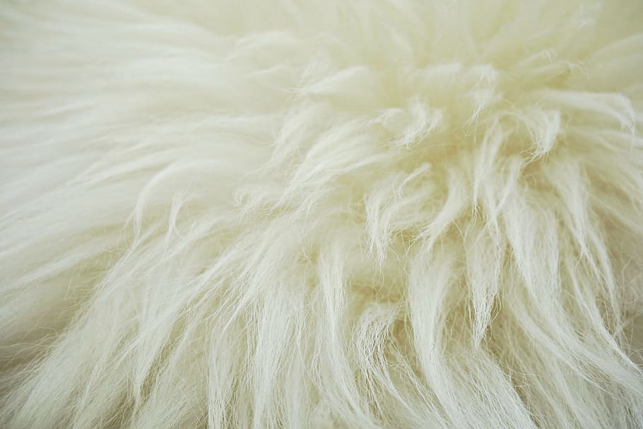 HD Wallpaper White Fur Fleece Hide Wool Sheep Fluffy Animal