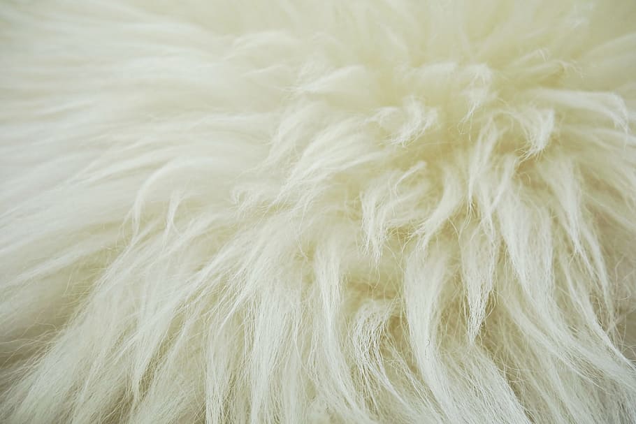 🔥 Download HD Wallpaper White Fur Fleece Hide Wool Sheep Fluffy Animal by hfitzpatrick13