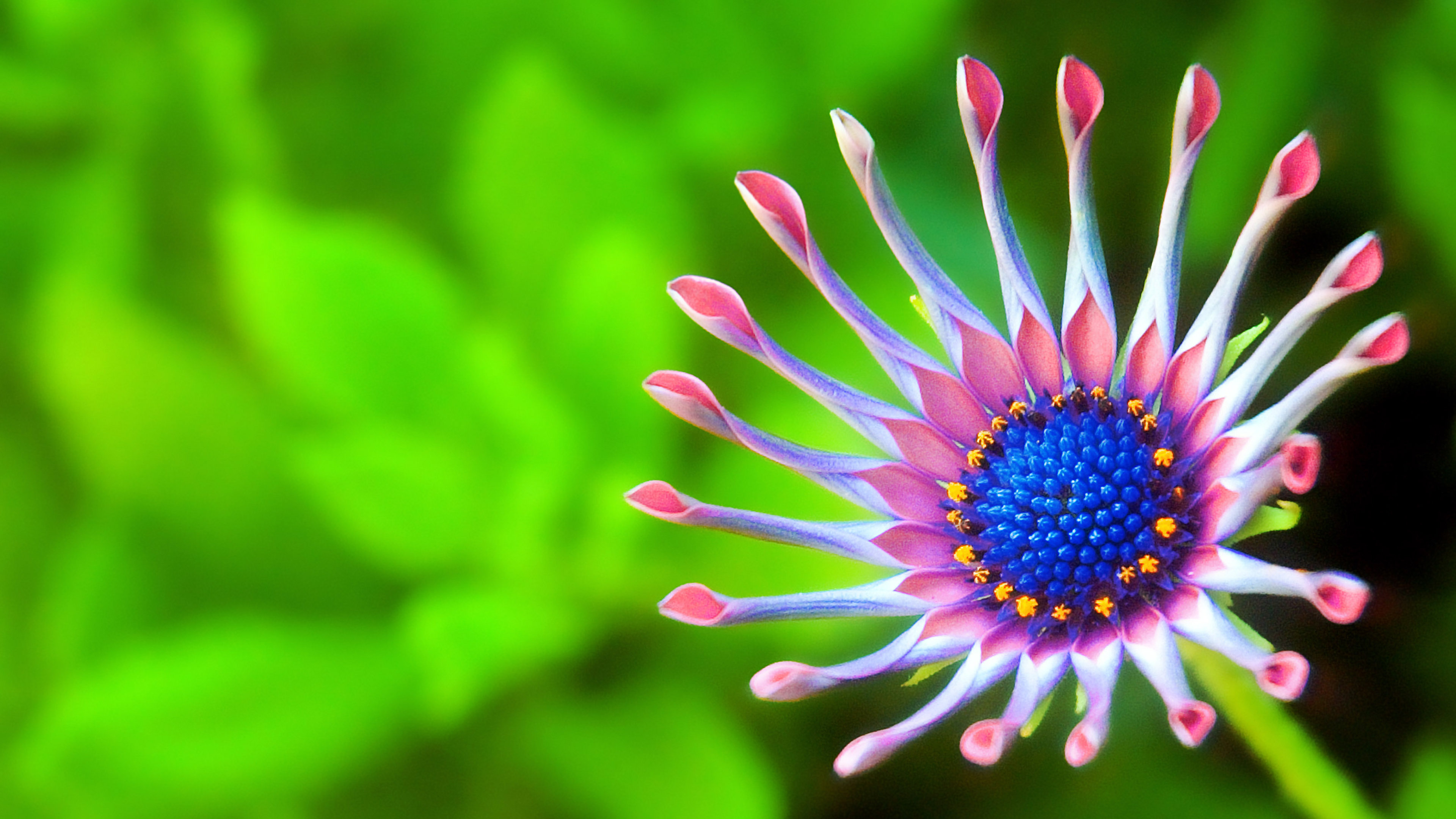 Close-up of a vibrant African Daisy flower with pink, purple, and blue petals against a blurred green background