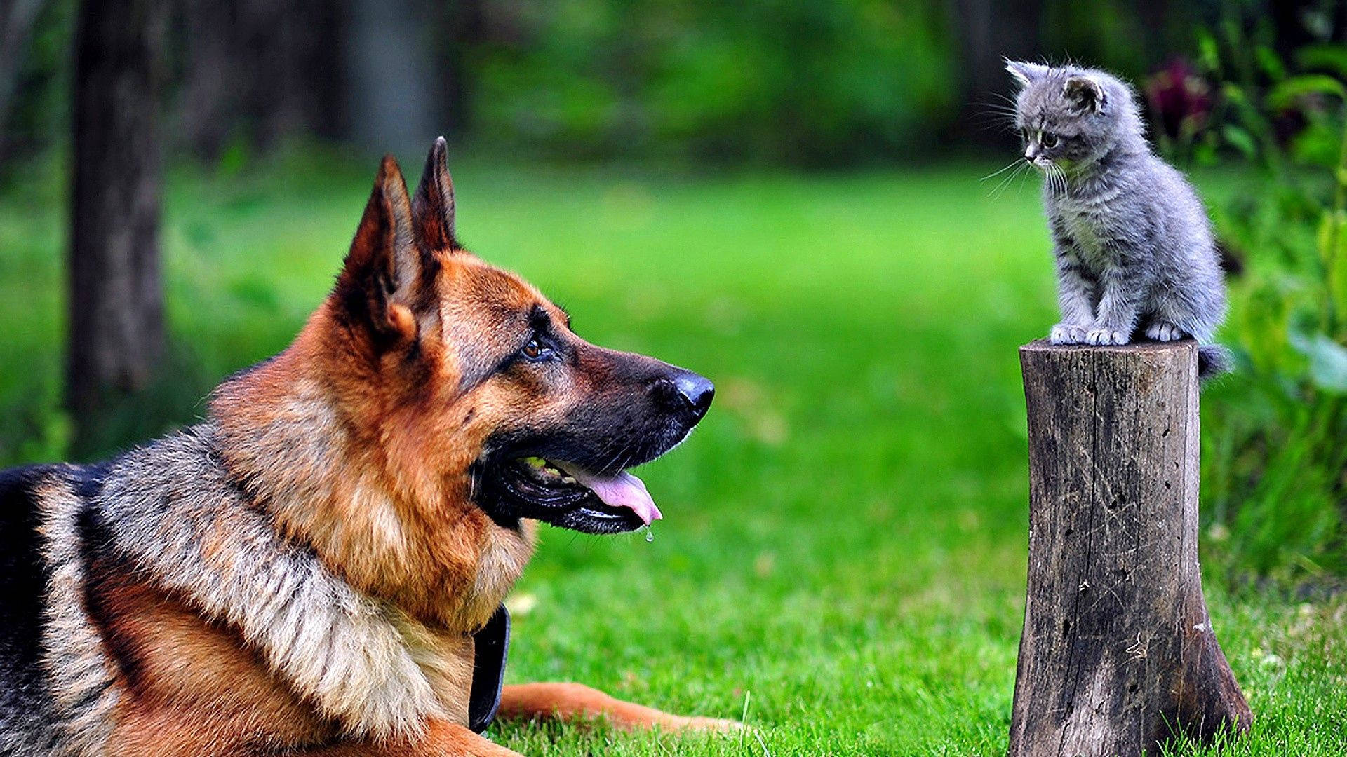 Big Dog Looking At Kitten Akq8w5tytiibuwnc Wallpaper