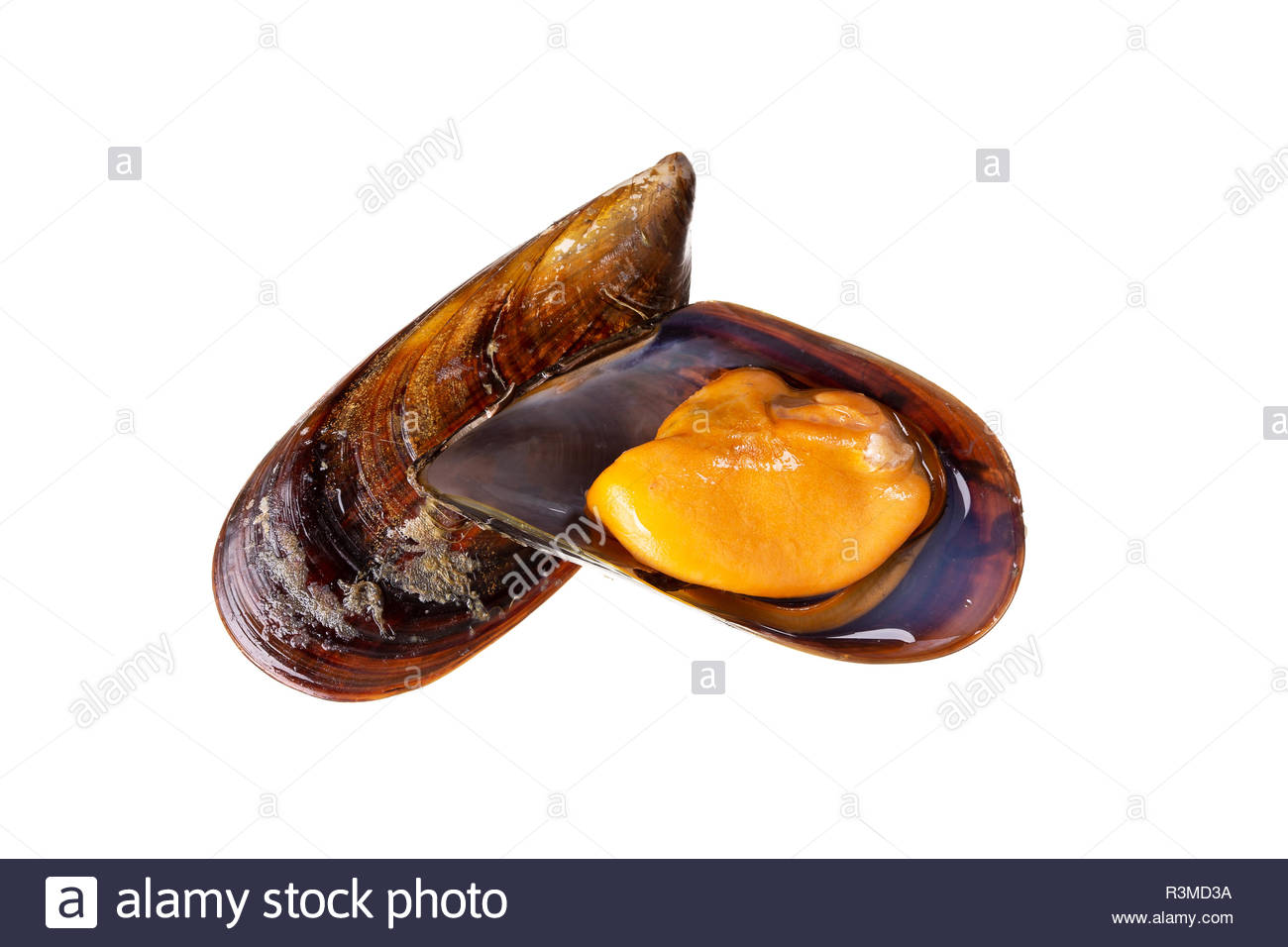 Cooked Mussels Isolated On White Background Mytilidae