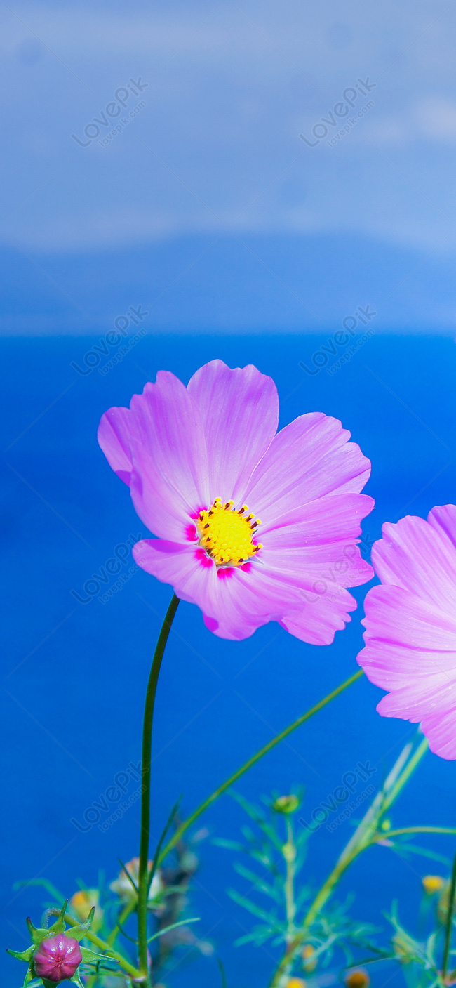 Mobile Phone Flower Wallpaper