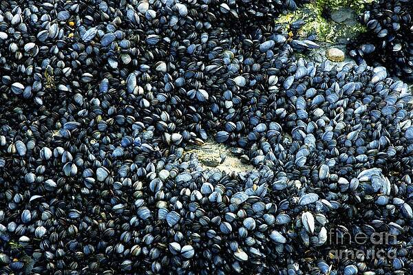 Mussel Art Wallpaper