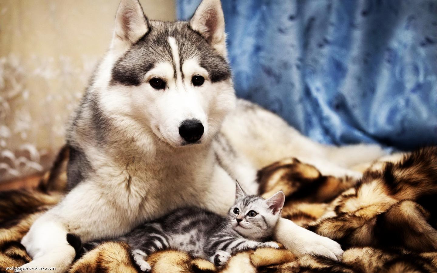 Cats And Dogs Wallpaper Fun Animals Wiki Videos