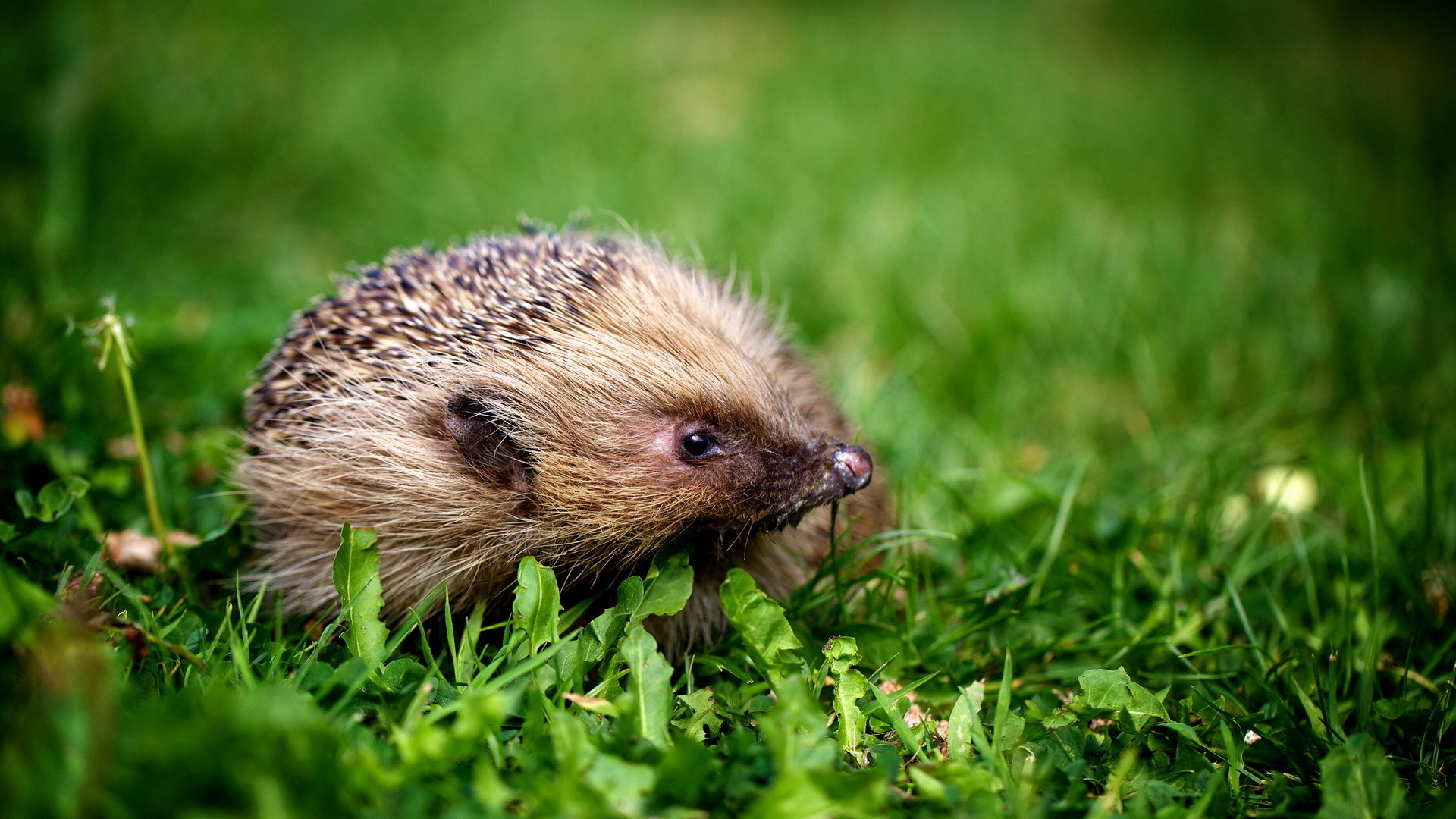  September 23 2015 By Stephen Comments Off on Hedgehog Wallpapers HD