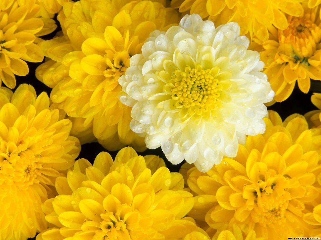 Flowers For Flower Lovers Desktop Wallpaper