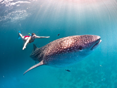 Tidegeist Swimming With Whale Sharks In Djibouti