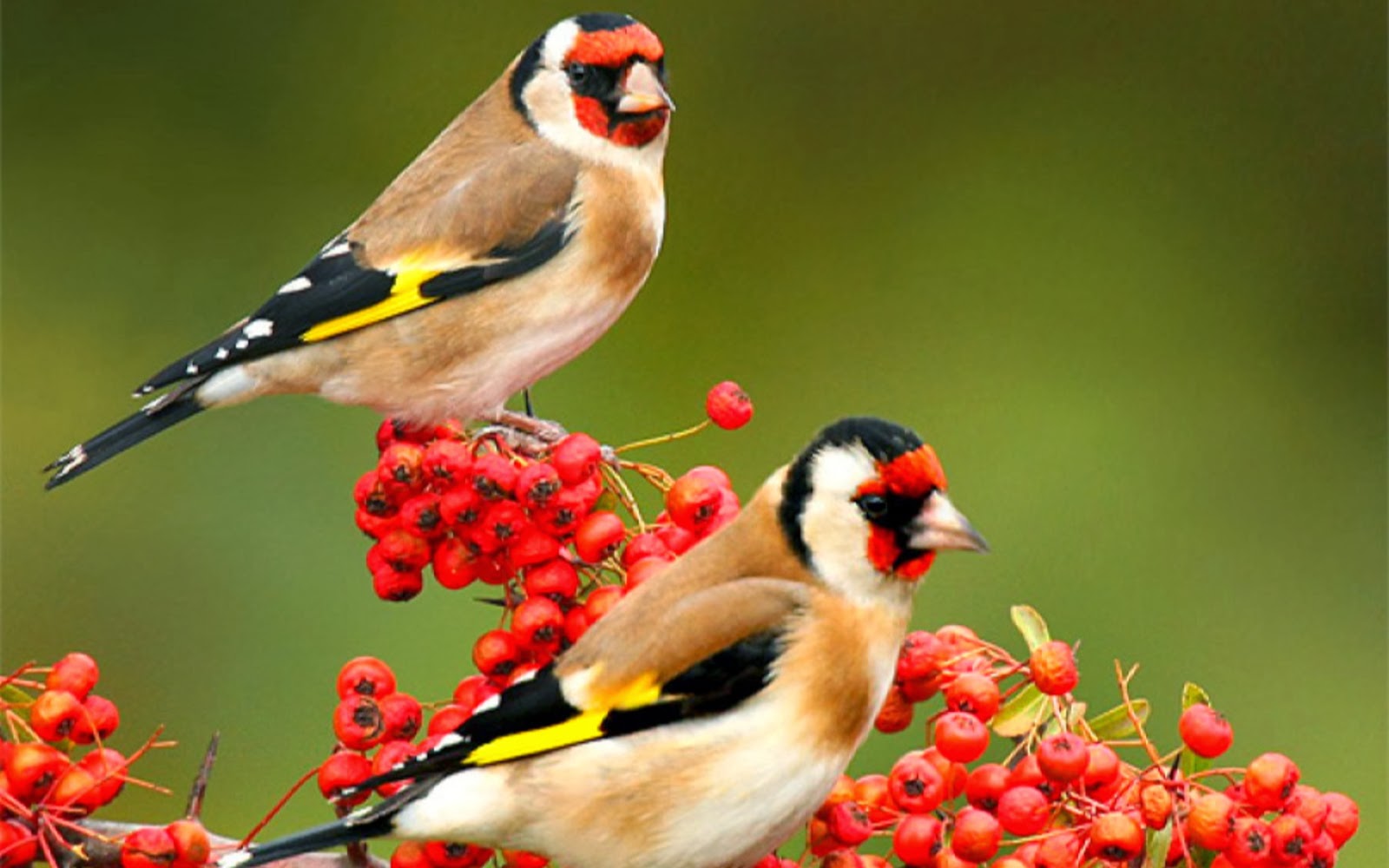 Beautiful Period Of Sparrow Nature Birds HD Wallpaper
