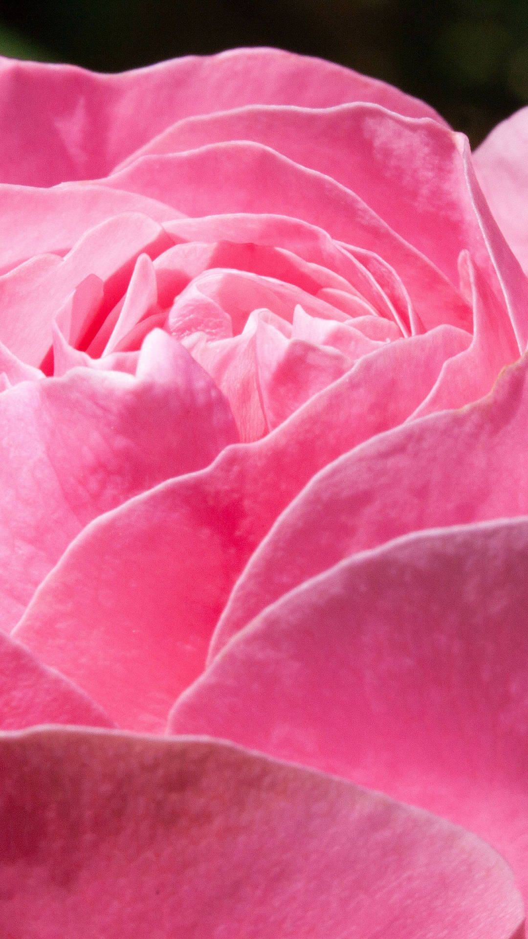 Pink Rose iPhone Wallpaper