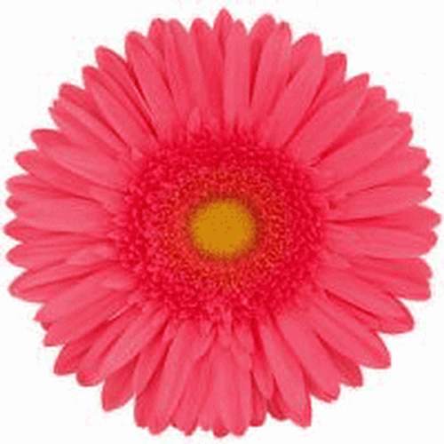 hot pink gerber daisy wallpaper creative hot pink gerber daisy MEMES 500x500