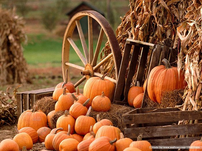 Fall Pumpkin Desktop Background Image Pictures Becuo