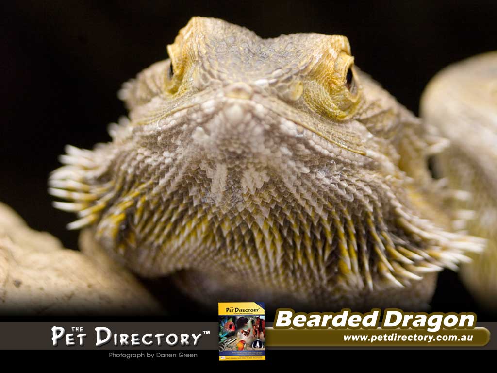 The Pet Directory Reptile