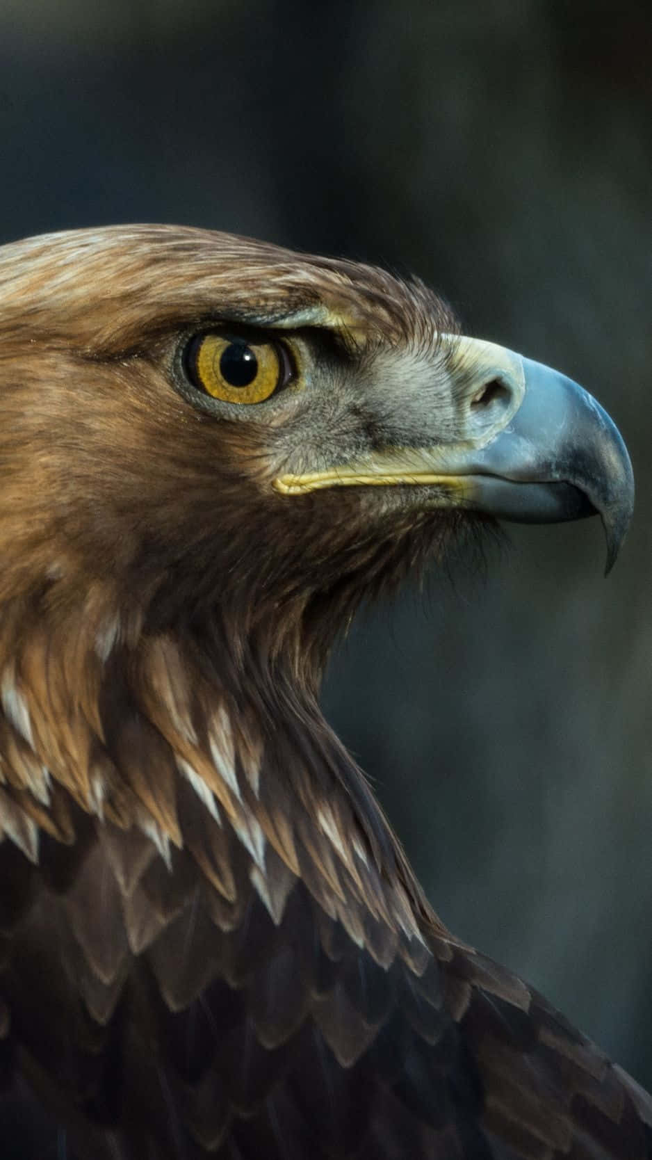 Eagle iPhone Wallpaper
