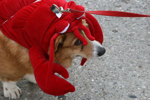Funny Corgi Lobster Corgis