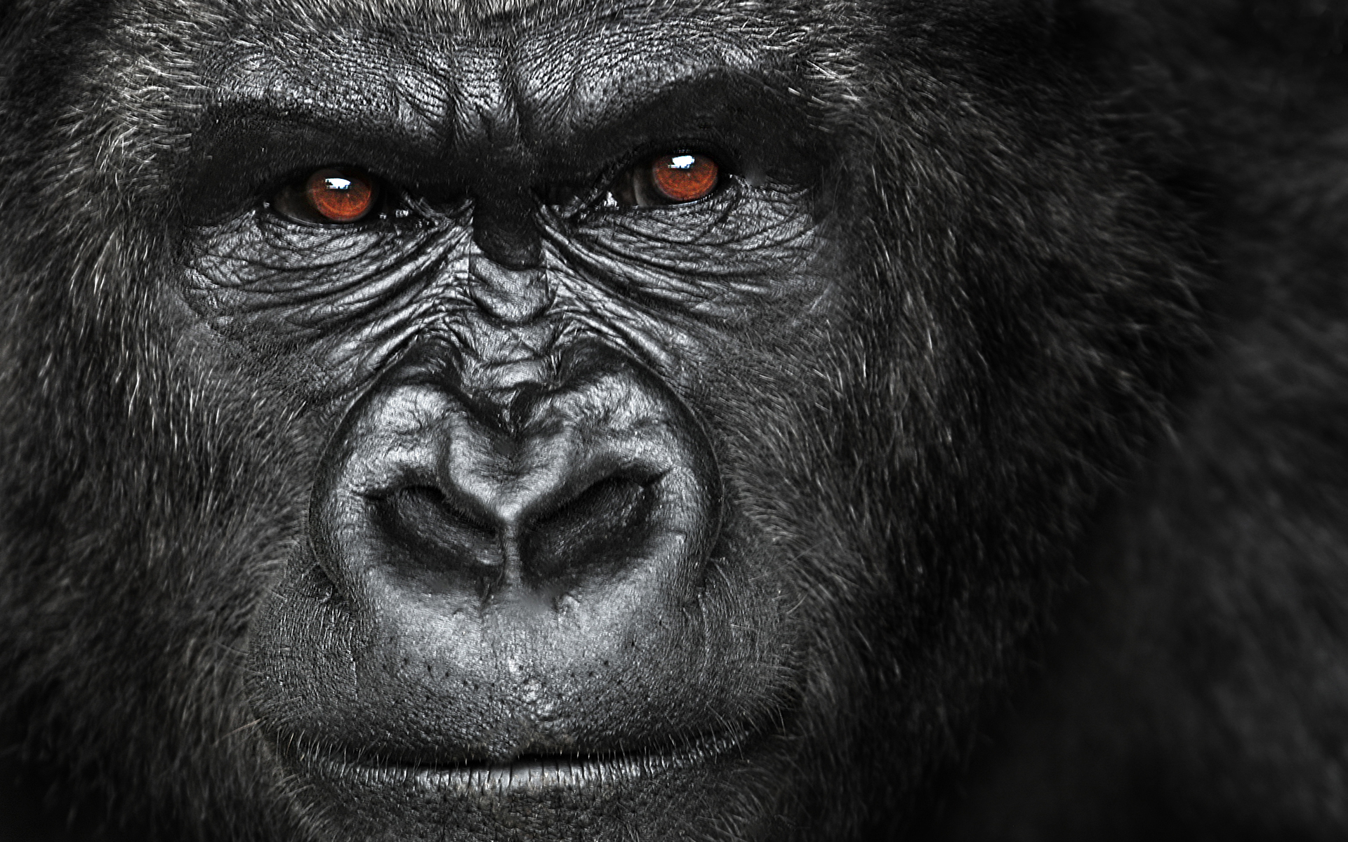 Horrible Gorilla HD Wallpaper Best Angry