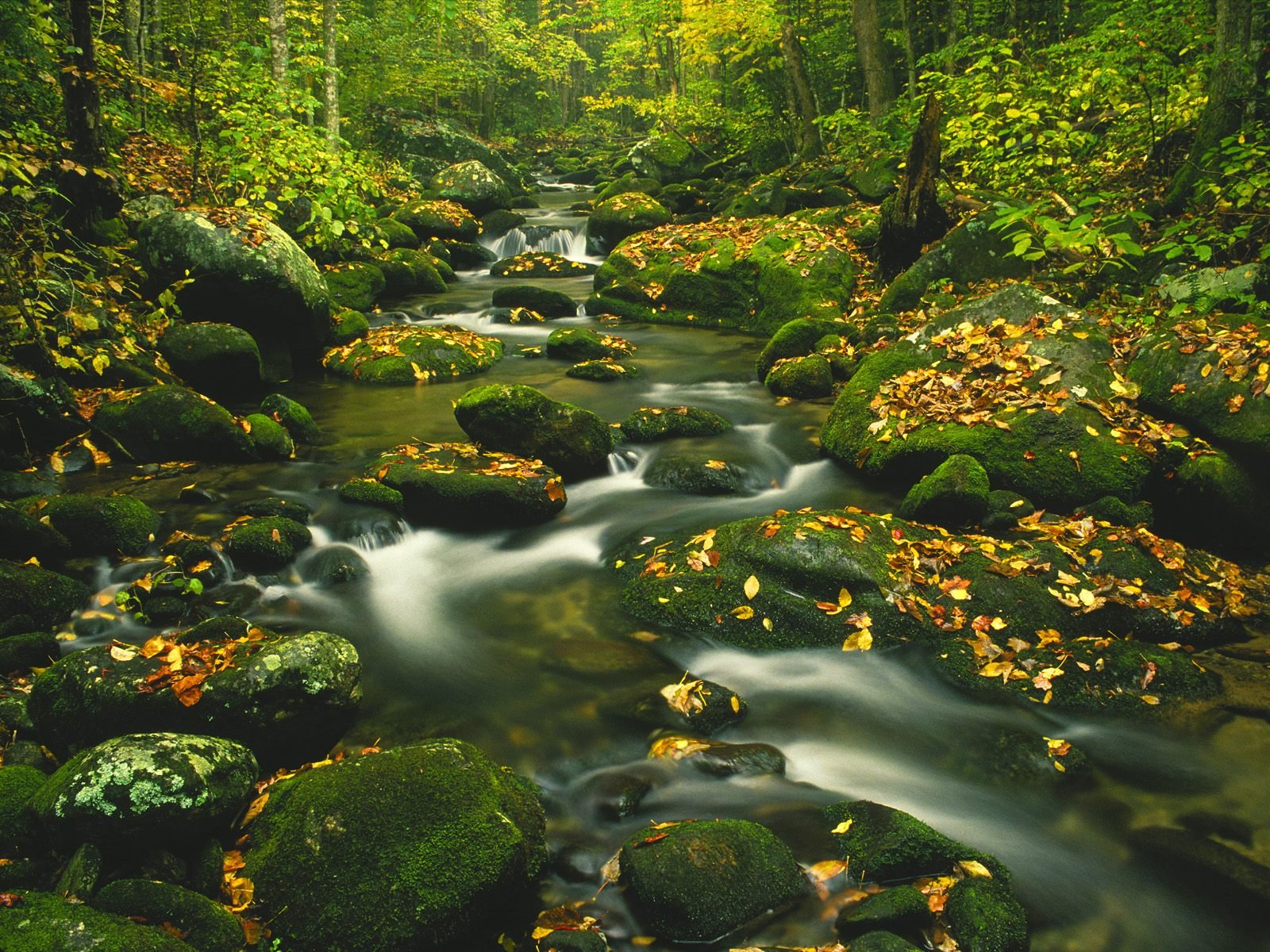 Tennessee Wallpaper Nature Desktop