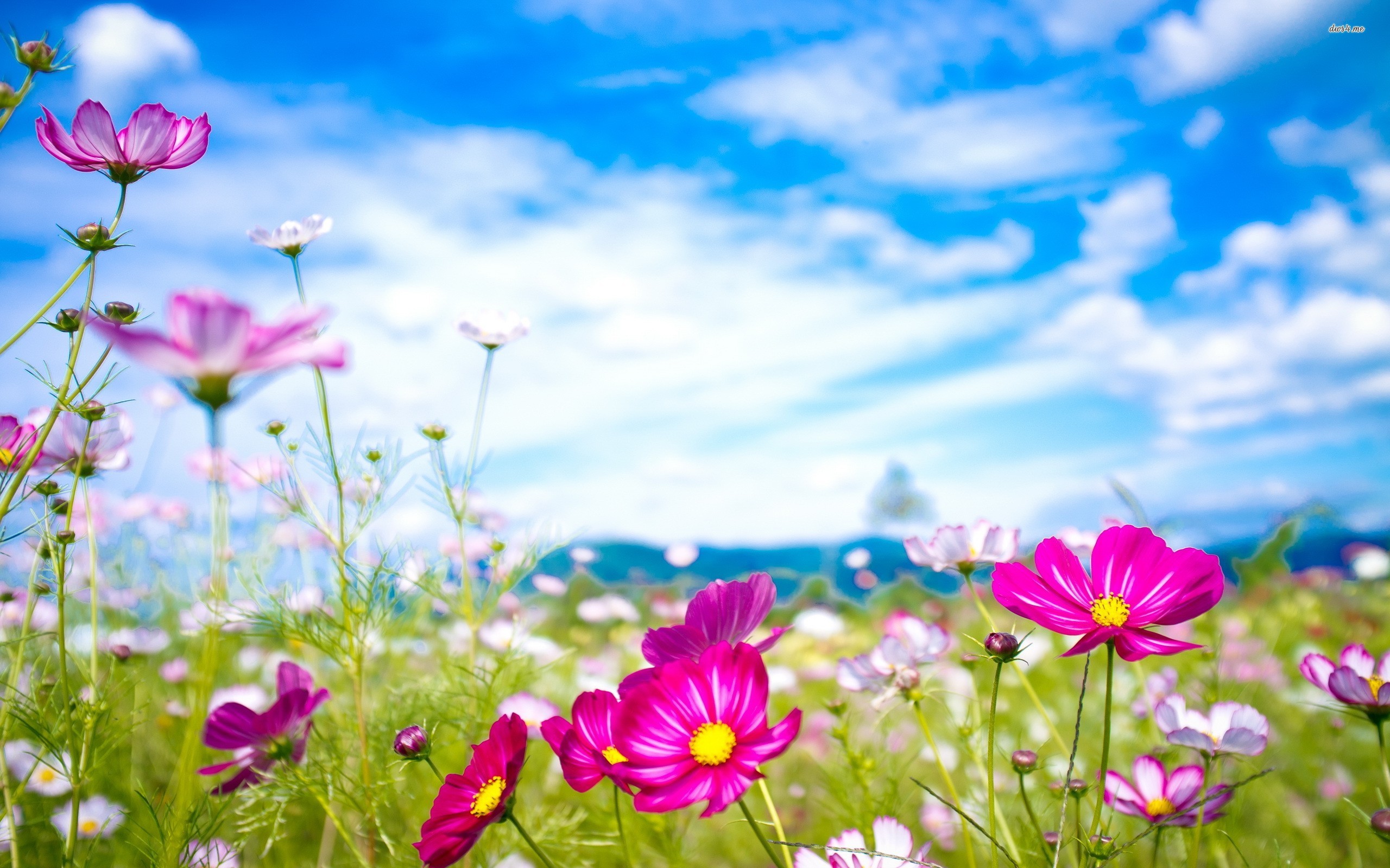Summer Flowers With Skyline Wallpaper Backgrou