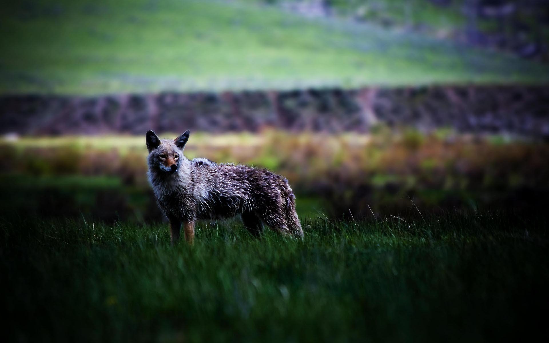 Canine Animal Coyote HD Wallpaper