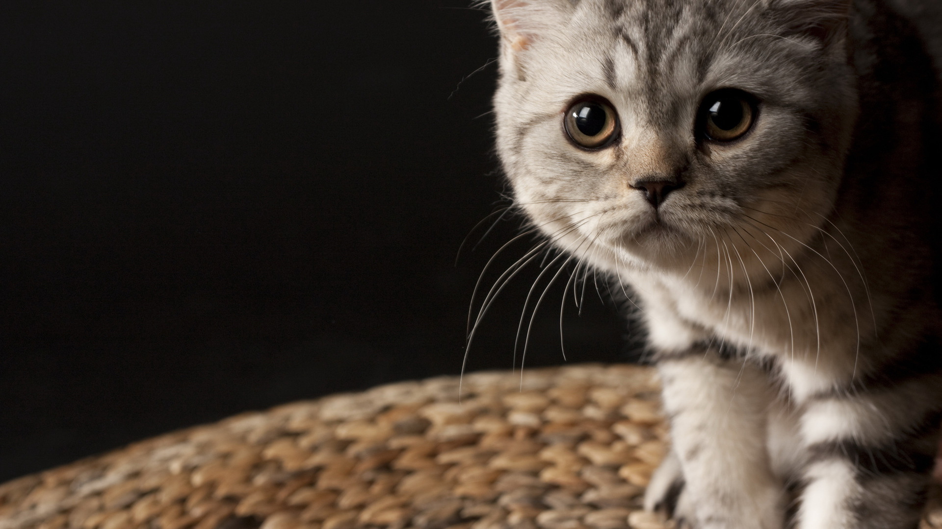 40+] Cat Wallpapers HD 1920x1080 on ...