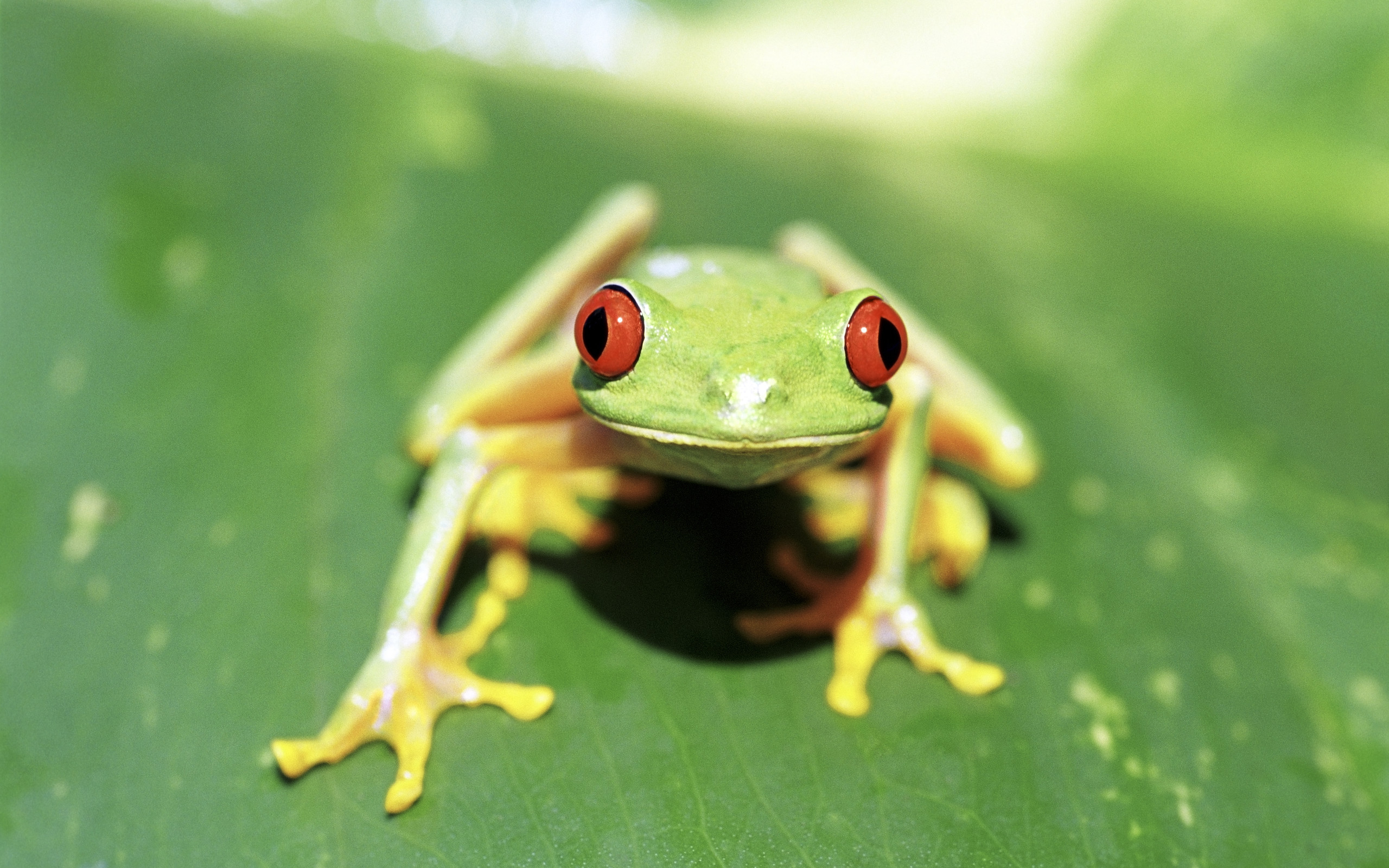 Animal Red Eyed Tree Frog Wallpaper