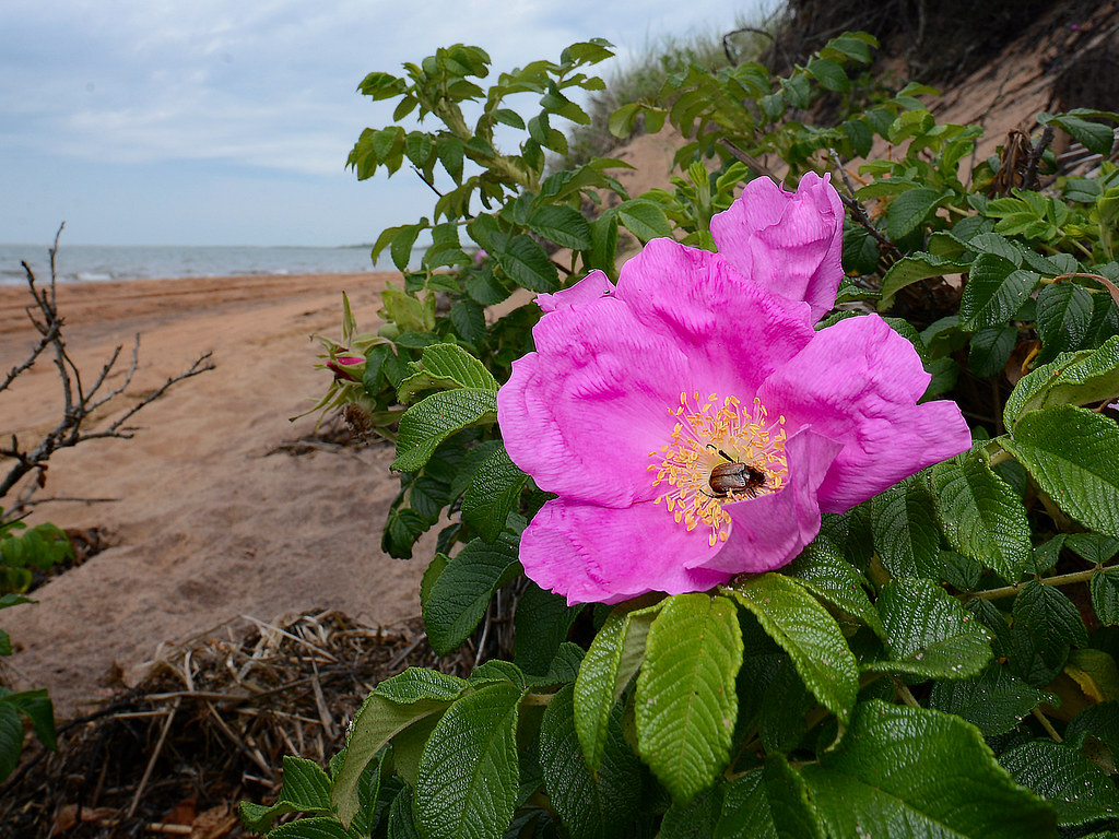 Beach Rose Rosa Rugosa Suffolk County New York