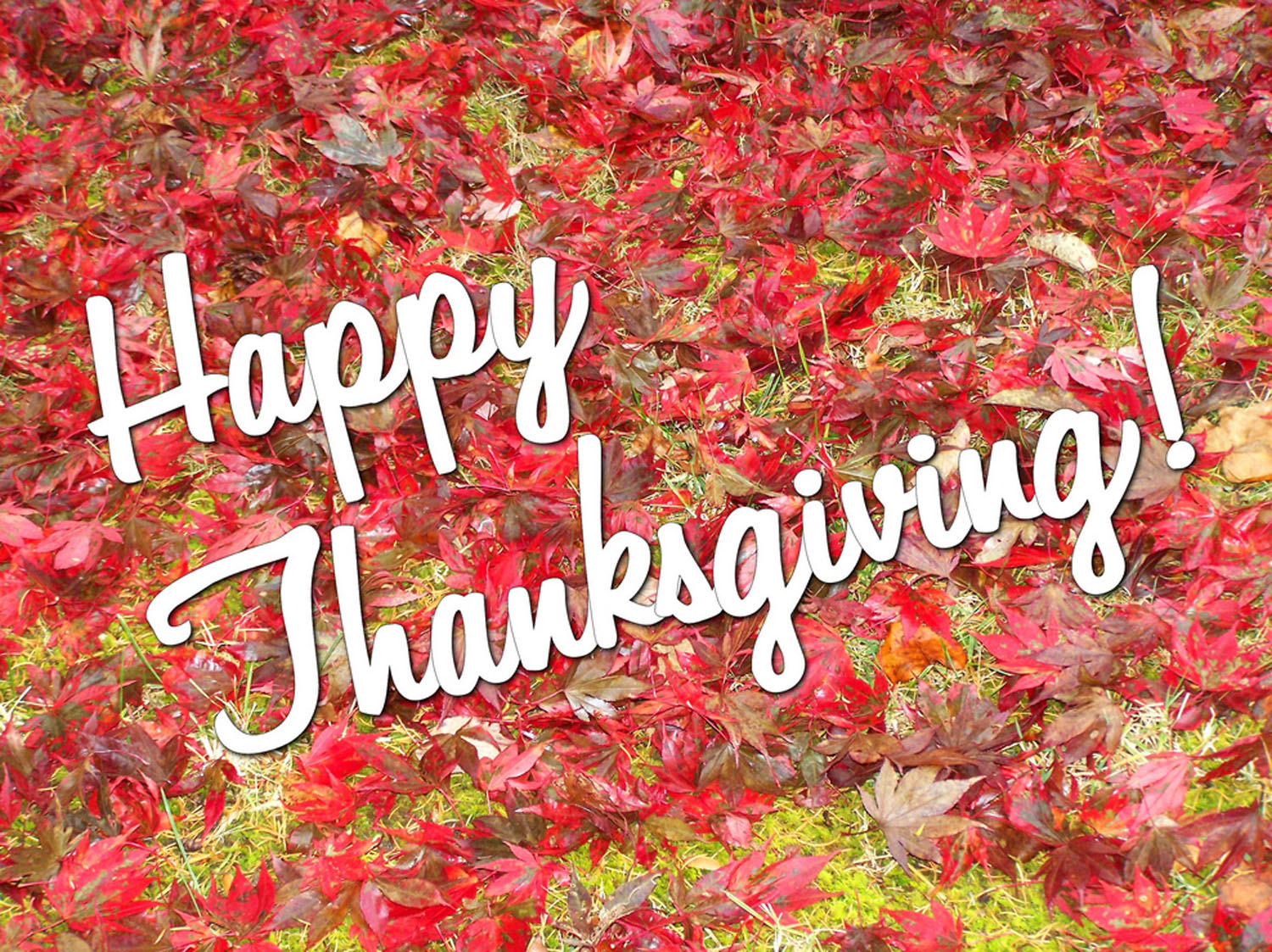Happy Turkey Day Wallpaper Image Amp Pictures Becuo