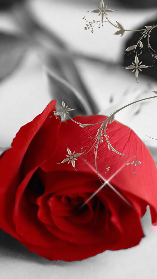 Red Rose Screensaver Wallpaper