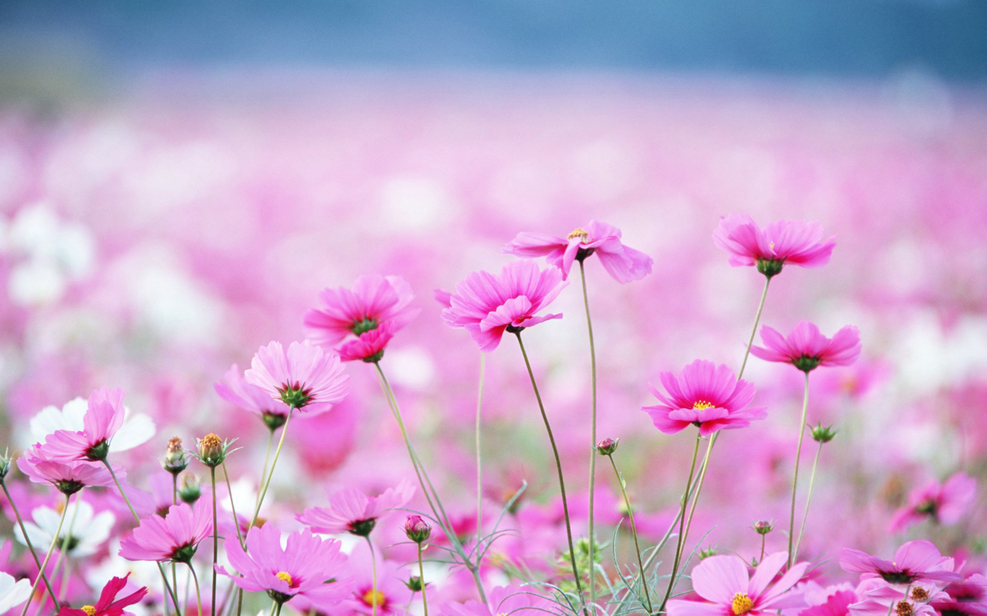 Wildflower Wallpaper