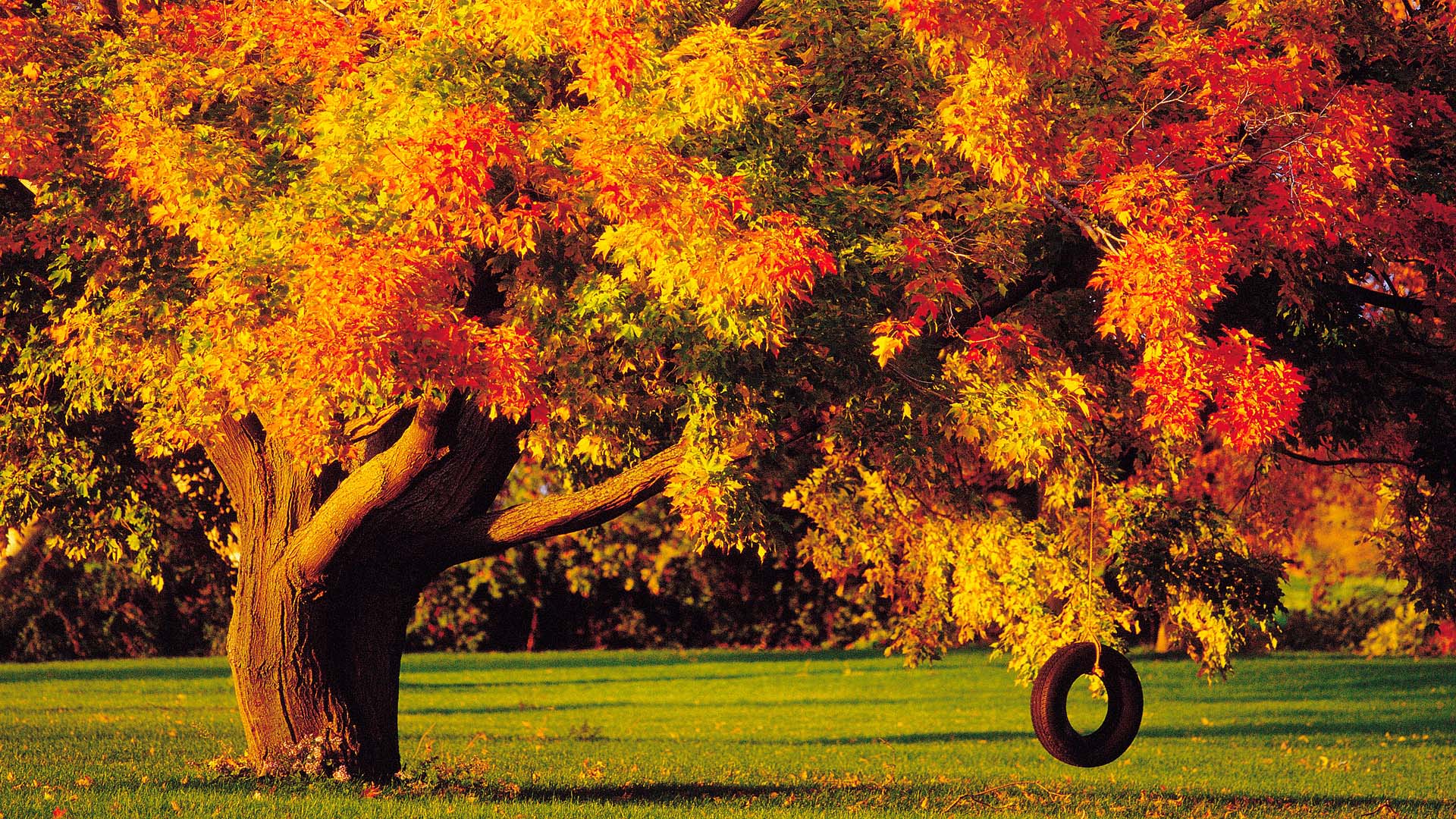 Autumn Trees Wallpaper Wallpapersafari