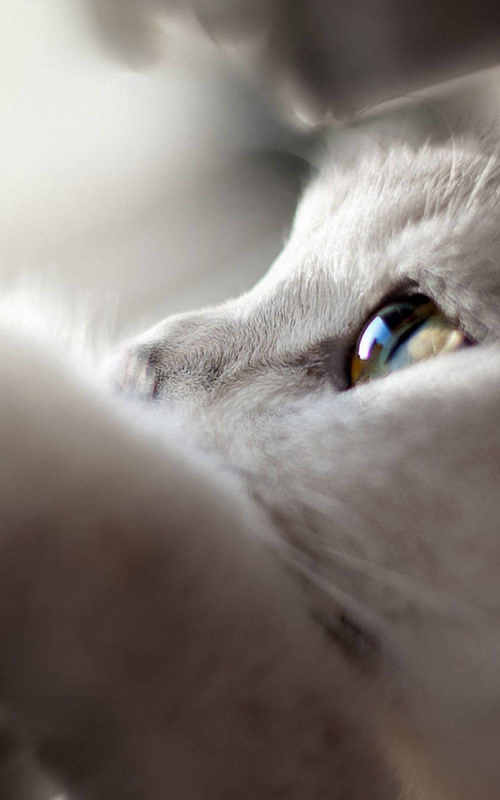 Cat iPhone Wallpaper