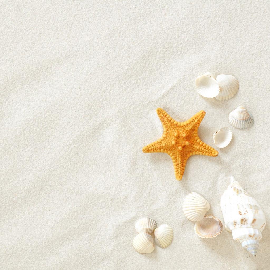 Sea Shells iPad Wallpaper