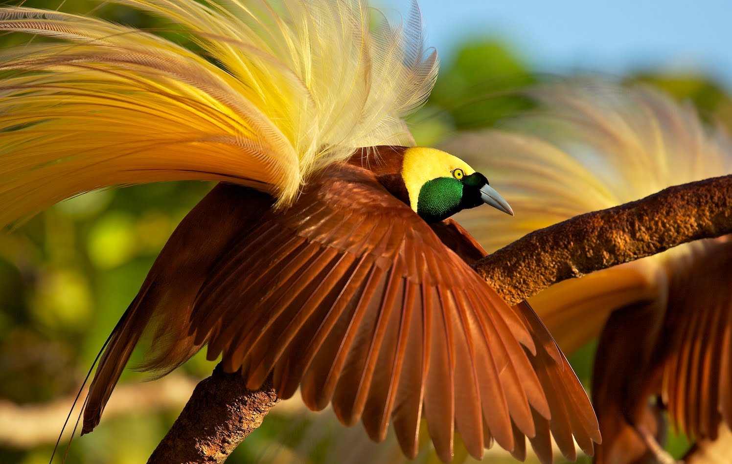 Greater Bird of Paradise Wallpaper   HD Wallpapers