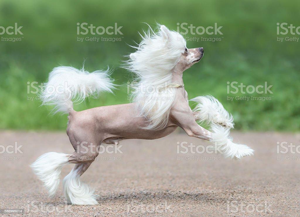 Chinese Crested Dog Breed Male Dog Stock Photo   Download Image