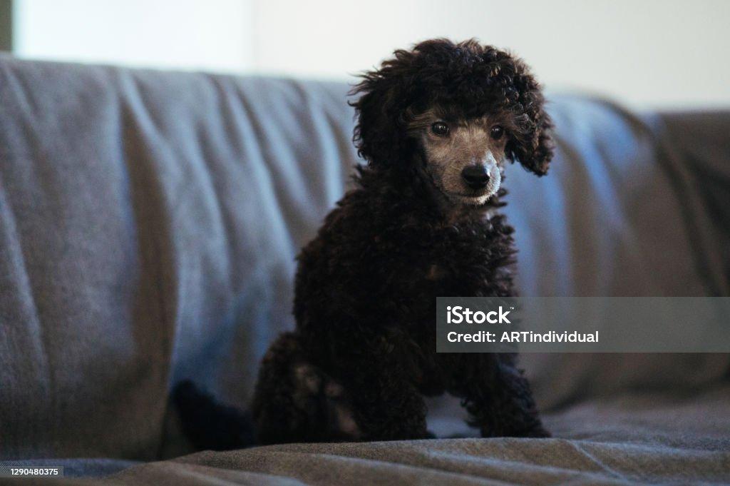 Miniature Poodle Puppy Black Curly Hair Fur Sitting On A Sofa