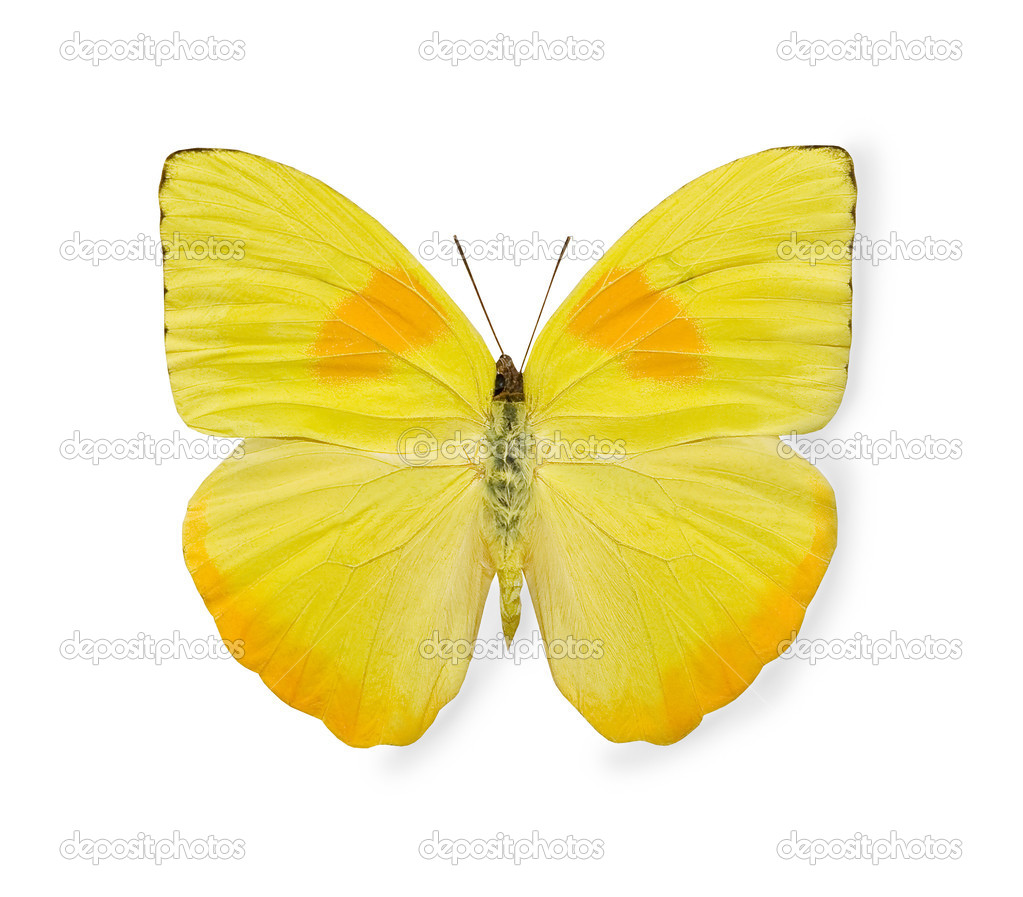 Yellow Butterfly Pictures Wallpaper HD Wide