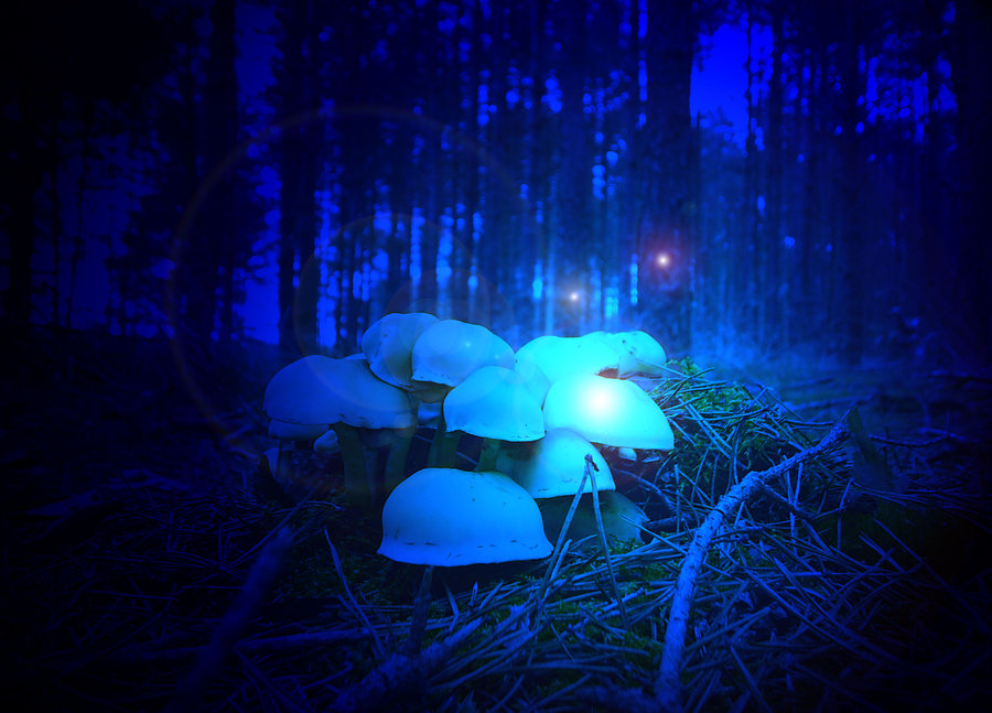 Psychedelic Mushrooms Wallpaper Magic mushroom backgrounds