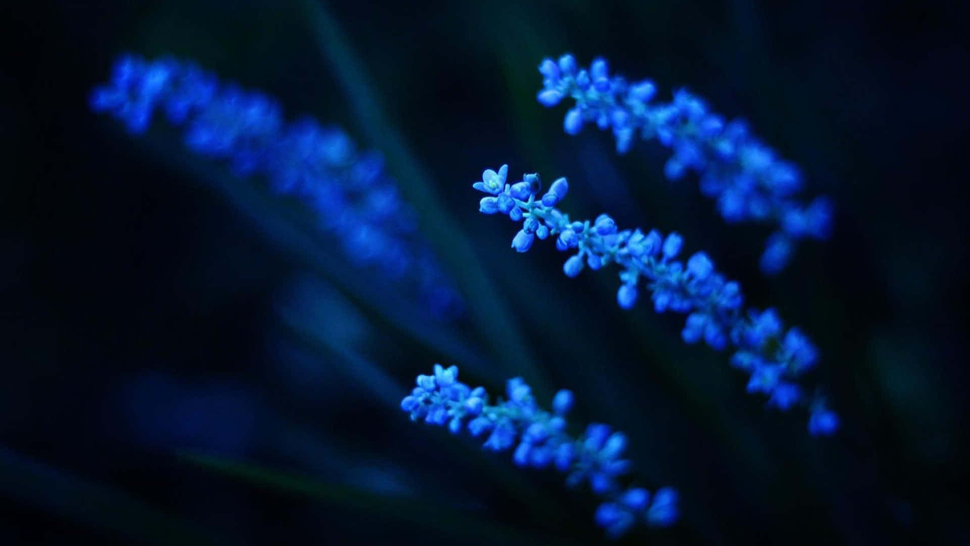 Blue Flowers Aesthetic Wallpaper
