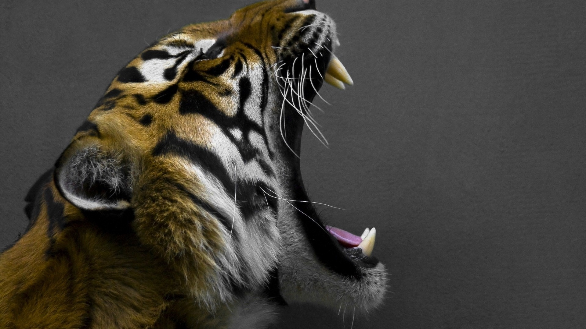 Tigers HD Wallpaper For Your Desktop